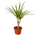 Dracaena Marginata Cane Plant | Dragon Tree Indoor Houseplant