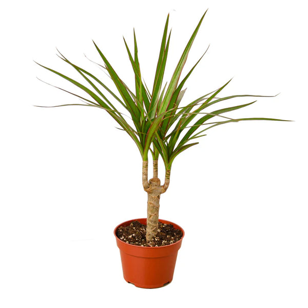 Dracaena Marginata Cane Plant | Dragon Tree Indoor Houseplant