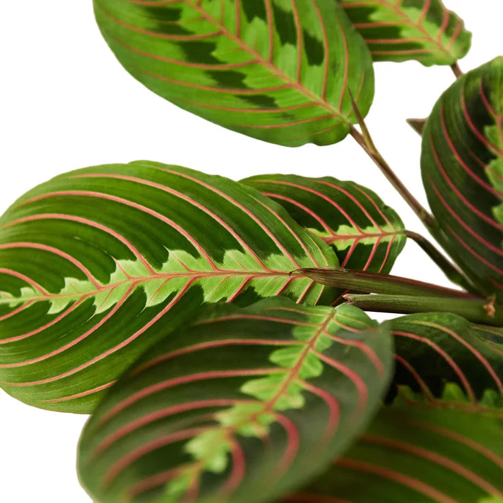 Maranta Red Prayer Plant in 6-Inch Nursery Pot | Tropical Indoor Houseplant