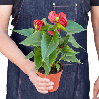 Red Anthurium Plant | Flowering Tropical Houseplant