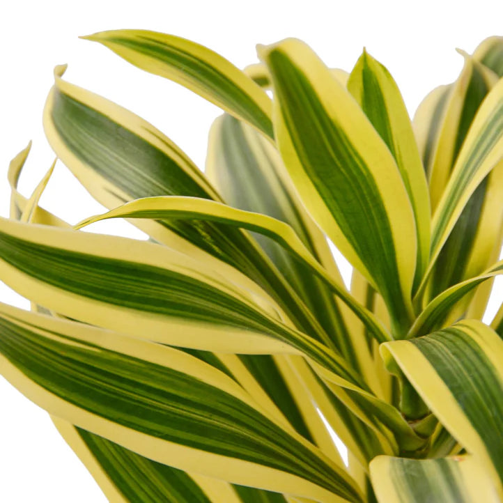 Dracaena Song of India Plant | Variegated Indoor Houseplant